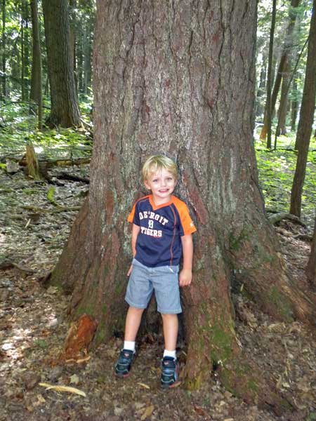 reid  by an old growth tree